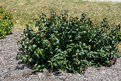 Kodiak Black Diervilla (Diervilla rivularis 'SMNDRSF') at Make It Green Garden Centre