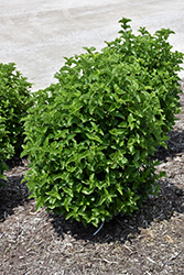 All That Glows Viburnum (Viburnum dentatum 'SMVDBL') at Make It Green Garden Centre