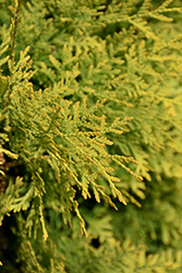 Polar Gold Arborvitae (Thuja occidentalis 'SMTOYB') at Make It Green Garden Centre