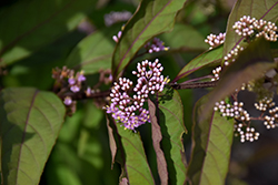 Purple Pearls Beautyberry (Callicarpa 'NCCX1') at Make It Green Garden Centre