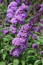 Peacock Butterfly Bush (Buddleia davidii 'Peakeep') at Lurvey Garden Center