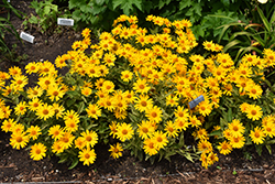 Sunstruck False Sunflower (Heliopsis helianthoides 'Sunstruck') at Make It Green Garden Centre