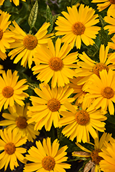 Sunstruck False Sunflower (Heliopsis helianthoides 'Sunstruck') at Make It Green Garden Centre