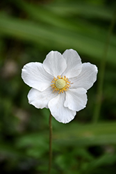 Madonna Snowdrop Anemone (Anemone sylvestris 'Madonna') at Lurvey Garden Center