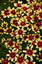 Satin & Lace Red Chiffon Tickseed (Coreopsis 'Red Chiffon') at Make It Green Garden Centre