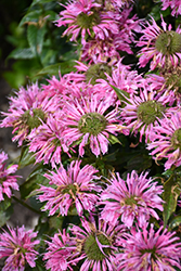 Pardon My Pink Beebalm (Monarda didyma 'Pardon My Pink') at Make It Green Garden Centre