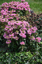 Pardon My Pink Beebalm (Monarda didyma 'Pardon My Pink') at Make It Green Garden Centre