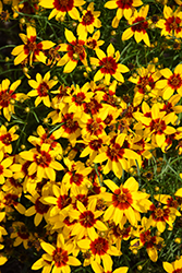 Sizzle And Spice Curry Up Tickseed (Coreopsis verticillata 'Curry Up') at Make It Green Garden Centre
