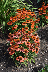 Sombrero Adobe Orange Coneflower (Echinacea 'Balsomador') at Make It Green Garden Centre