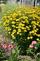 Summer Sun False Sunflower (Heliopsis helianthoides 'Summer Sun') at Lurvey Garden Center