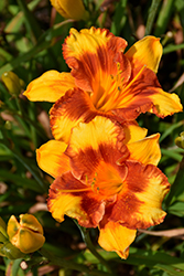 Adorable Tiger Daylily (Hemerocallis 'Adorable Tiger') at Make It Green Garden Centre