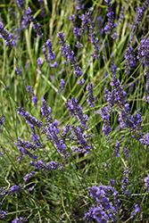 Phenomenal Lavender (Lavandula x intermedia 'Phenomenal') at Make It Green Garden Centre