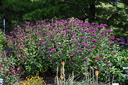 Purple Rooster Beebalm (Monarda 'Purple Rooster') at Make It Green Garden Centre