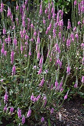 Perfectly Picasso Speedwell (Veronica 'Perfectly Picasso') at Make It Green Garden Centre