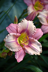 Happy Ever Appster Stephanie Returns Daylily (Hemerocallis 'Stephanie Returns') at Make It Green Garden Centre