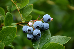 Northcountry Blueberry (Vaccinium 'Northcountry') at Make It Green Garden Centre