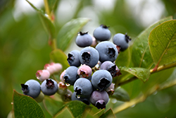 Patriot Blueberry (Vaccinium corymbosum 'Patriot') at Make It Green Garden Centre