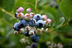 Top Hat Blueberry (Vaccinium corymbosum 'Top Hat') at Make It Green Garden Centre