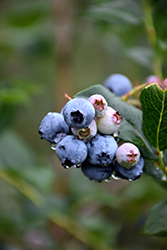 Chippewa Blueberry (Vaccinium 'Chippewa') at Make It Green Garden Centre