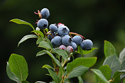Northland Blueberry (Vaccinium corymbosum 'Northland') at Make It Green Garden Centre