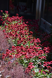 Double Scoop Raspberry Coneflower (Echinacea 'Balsceras') at Make It Green Garden Centre