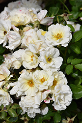 White Drift Rose (Rosa 'Meizorland') at Make It Green Garden Centre