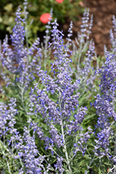 Lacey Blue Russian Sage (Perovskia atriplicifolia 'Lacey Blue') at Make It Green Garden Centre