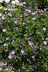 Azure Rush Cranesbill (Geranium 'Azure Rush') at Make It Green Garden Centre