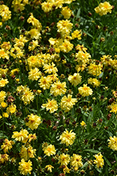 Leading Lady Charlize Tickseed (Coreopsis 'Leading Lady Charlize') at Make It Green Garden Centre