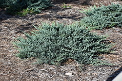 Blue Chip Juniper (Juniperus horizontalis 'Blue Chip') at Lurvey Garden Center
