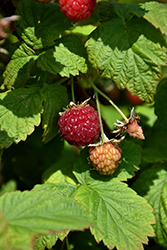 Festival Raspberry (Rubus 'Festival') at Make It Green Garden Centre
