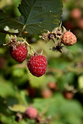 Caroline Raspberry (Rubus 'Caroline') at Make It Green Garden Centre