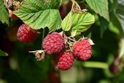 Prelude Raspberry (Rubus 'Prelude') at Make It Green Garden Centre
