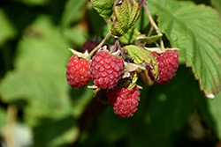Encore Raspberry (Rubus 'Encore') at Make It Green Garden Centre
