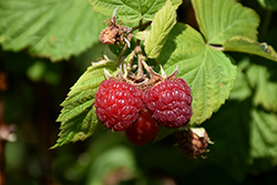 Nova Raspberry (Rubus 'Nova') at Make It Green Garden Centre
