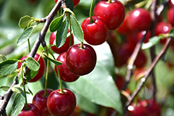 Romeo Cherry (Prunus 'Romeo') at Make It Green Garden Centre