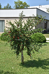 Valentine Cherry (Prunus 'Valentine') at Make It Green Garden Centre