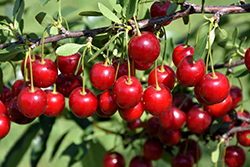 Crimson Passion Cherry (Prunus 'Crimson Passion') at Make It Green Garden Centre