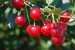 Valentine Cherry (Prunus 'Valentine') at Make It Green Garden Centre