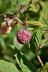 Royalty Raspberry (Rubus 'Royalty') at Make It Green Garden Centre