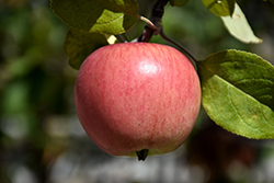 Prairie Magic Apple (Malus 'Prairie Magic') at Make It Green Garden Centre