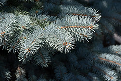 Baby Blue Blue Spruce (Picea pungens 'Baby Blue') at Make It Green Garden Centre