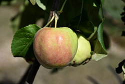 Collett Apple (Malus 'Collett') at Make It Green Garden Centre