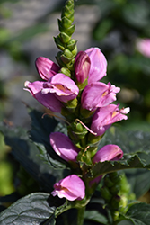 Tiny Tortuga Turtlehead (Chelone lyonii 'Tiny Tortuga') at Make It Green Garden Centre