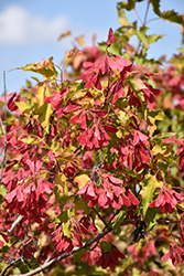 Amur Maple (Acer ginnala) at Lurvey Garden Center