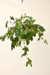 Grape Ivy (Cissus rhombifolia) at Make It Green Garden Centre