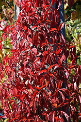 Red Wall Virginia Creeper (Parthenocissus quinquefolia 'Troki') at Make It Green Garden Centre