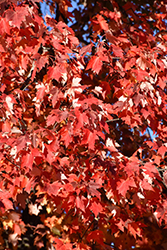 Matador Maple (Acer x freemanii 'Bailston') at Make It Green Garden Centre