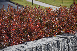 Gro-Low Fragrant Sumac (Rhus aromatica 'Gro-Low') at Lurvey Garden Center