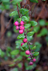 Hancock Coralberry (Symphoricarpos x chenaultii 'Hancock') at Lurvey Garden Center